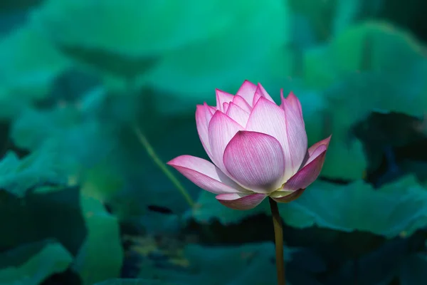 leaf and lotus flower and lotus bud