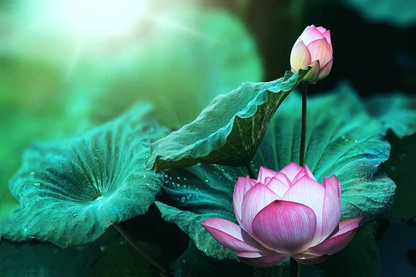Foglie e fiori di loto e boccioli di loto — Foto Stock