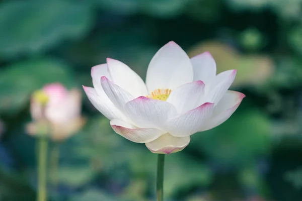 Foglie e fiori di loto e boccioli di loto — Foto Stock