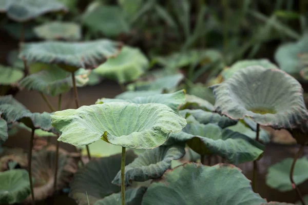 Blad en Lotus bloem en Lotus Bud — Stockfoto