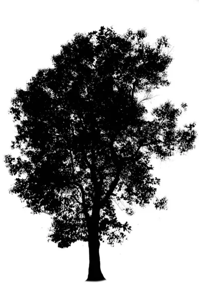 실루엣의 나무. — 스톡 사진