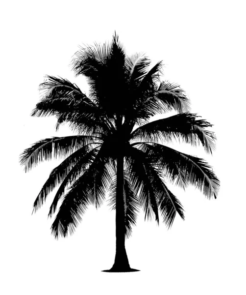 Kokosové stromy v siluetách. — Stock fotografie