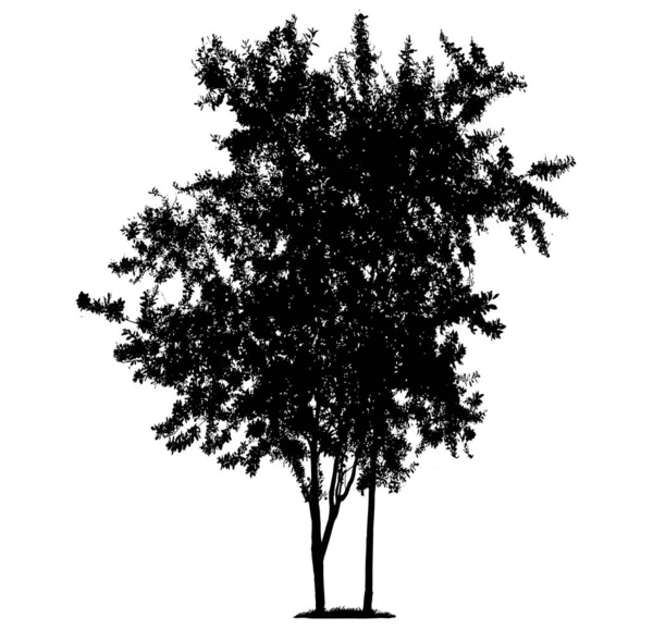 Bomen in silhouetten. — Stockfoto
