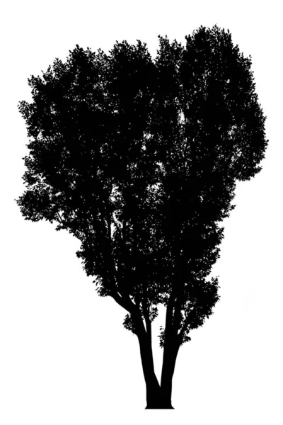 Trees in silhouettes. — Stock Photo, Image