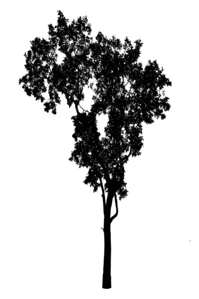 Árvores em silhuetas . — Fotografia de Stock