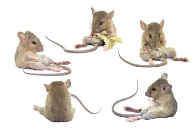 beyaz arka plan üzerinde izole fare hayvan sıçan,