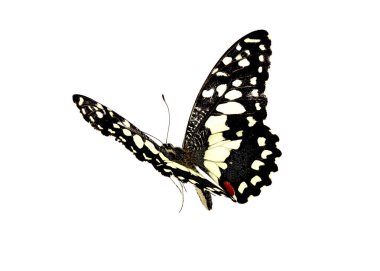 Beyaz arka planda izole edilmiş güzel kelebek. 