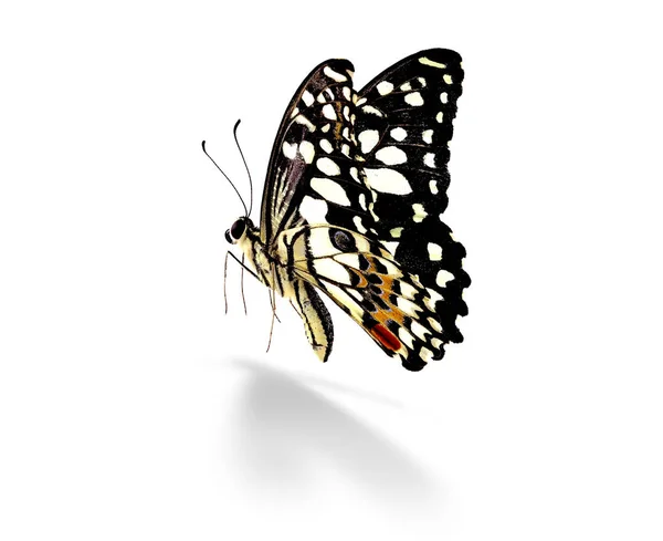 Красива метелик ізольовано на білому тлі . — стокове фото