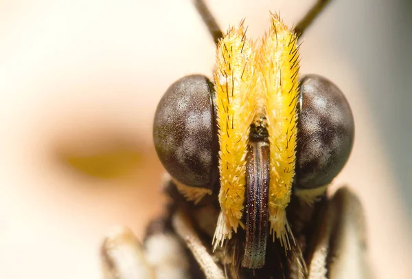 Schmetterlingsaugen. Makrofotografie von Schmetterlingen. — Stockfoto