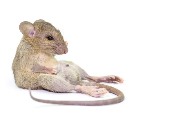 Νεκρός αρουραίος (ποντίκι), απομονώνονται σε λευκό φόντο. — Φωτογραφία Αρχείου