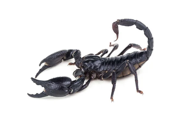 Императорский скорпион , — стоковое фото