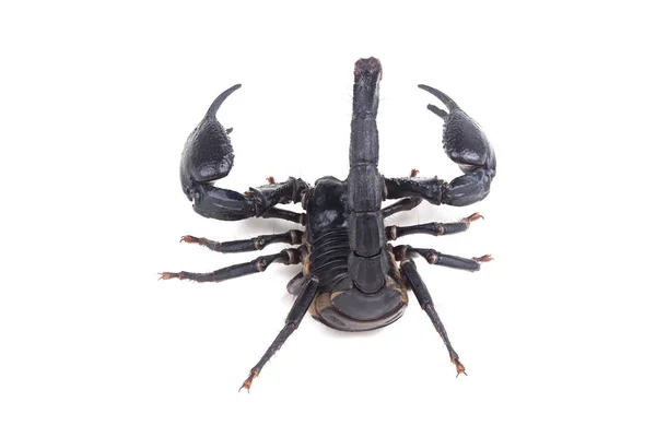 Scorpion empereur , — Photo