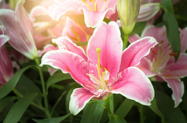 Красива рожева квітка лілії — стокове фото