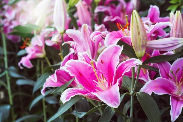 Güzel pembe zambak çiçeği 