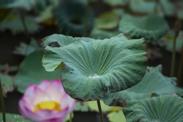 Folha e flor de lótus e botão de lótus — Fotografia de Stock