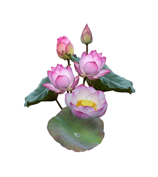 Lotusblüten und Blätter isoliert auf weißem Hintergrund. — Stockfoto