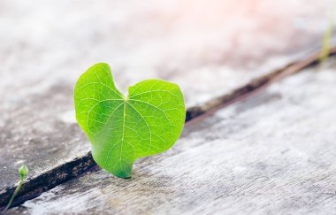 Ahşap arka plan üzerinde Valentine kalp yeşil yaprak. 