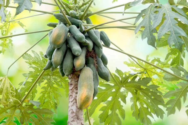 Tajski Papaya Tree — Zdjęcie stockowe