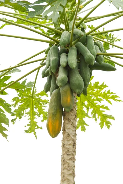 Tajski Papaya Tree — Zdjęcie stockowe