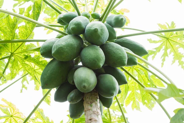 Tajski Papaya Tree — Zdjęcie stockowe