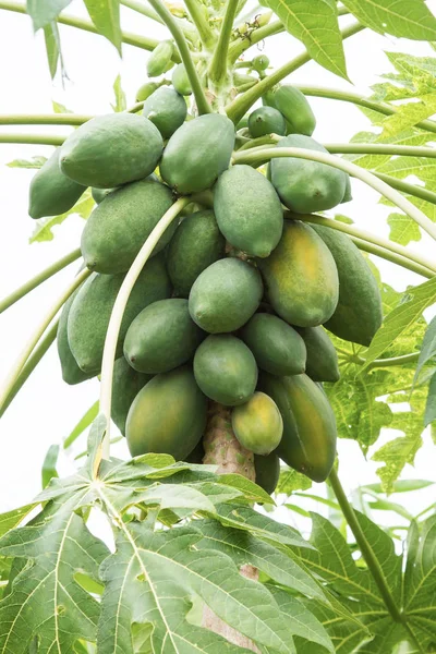 Tajski Papaya Tree — Zdjęcie stockowe