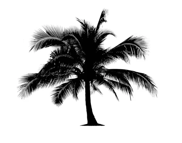Kokospalmen in Silhouetten. — Stockfoto