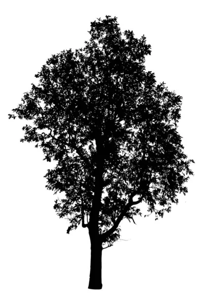 剪影中的树. — 图库照片
