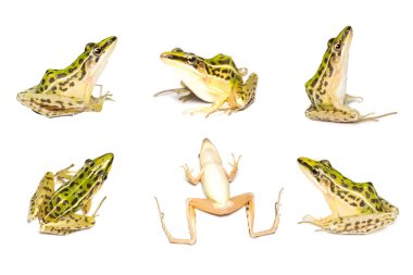 Güzel bir ortak yeşil su kurbağası. beyaz backgroun izole