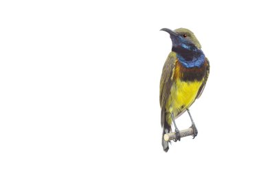 Güzel Kuş (Zeytin destekli Sunbird) Beyaz Backgroun izole