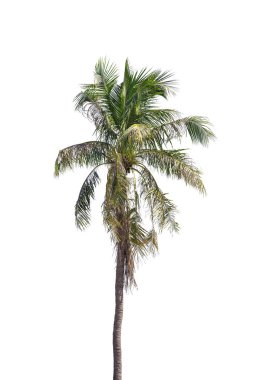  beyaz arkaplanda izole edilmiş büyük ağaç. 