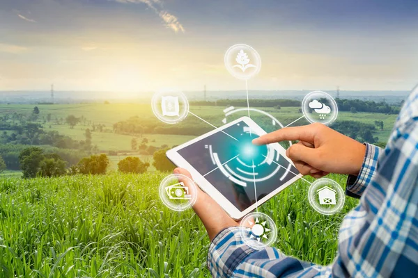 Tarım yönetimi, akıllı techn ile el tutma akıllı telefon