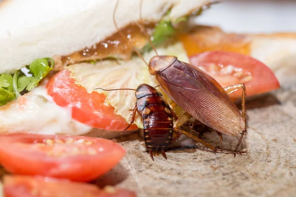 Cucaracha muerta, el problema en la casa por las cucarachas —  Fotos de Stock