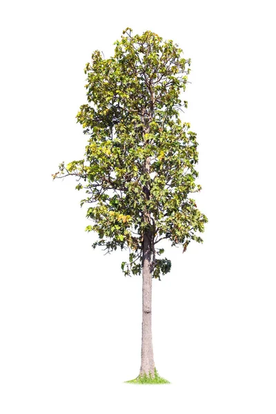 Isolierter großer Baum auf weißem Hintergrund. — Stockfoto
