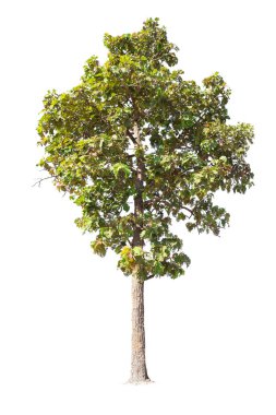  beyaz arkaplanda izole edilmiş büyük ağaç. 