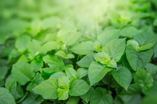 Latar belakang daun hijau, tata letak kreatif yang terbuat dari daun hijau . — Stok Foto