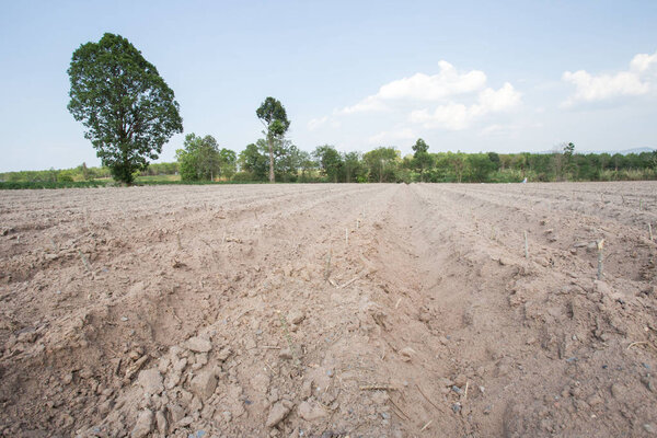 Agriculture plow prepare the soil for begin planting cassava fie