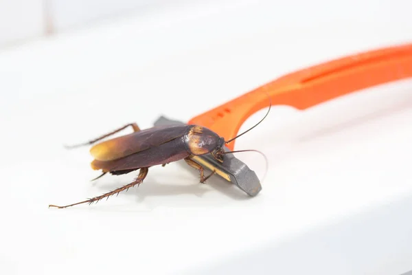 Kakkerlakken zijn op het scheerapparaat in de badkamer, — Stockfoto