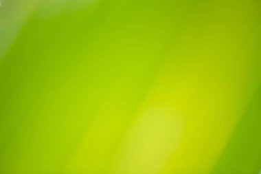 Yeşil Hindistan cevizi yaprağı manzara doğa görünümü 