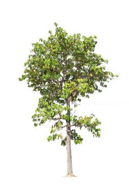  beyaz arkaplanda izole edilmiş büyük ağaç. 