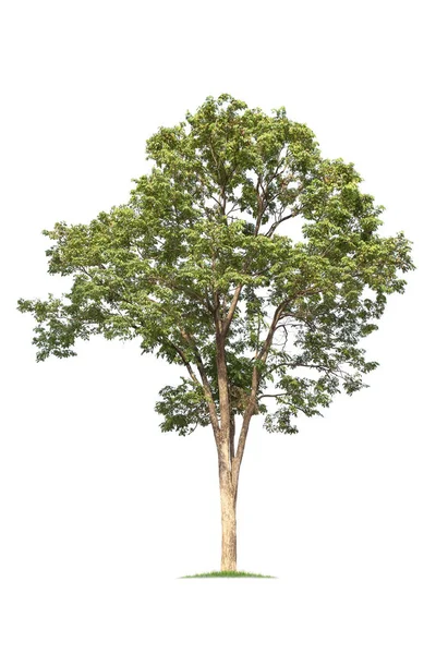 Isolierter großer Baum auf weißem Hintergrund. — Stockfoto