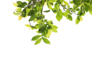 Beyaz arkaplanda yeşil yaprak izole edildi. 