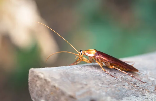 Kakkerlak op houten, natuur onscherpe achtergrond. Ruimte voor tekst i — Stockfoto