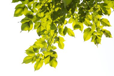 Yeşil yapraklar, güneş ışığı, Beyaz Arka Plan izole yansıması.