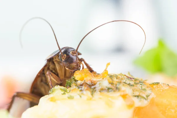 Das Problem im Haus wegen der im Haus lebenden Kakerlaken — Stockfoto