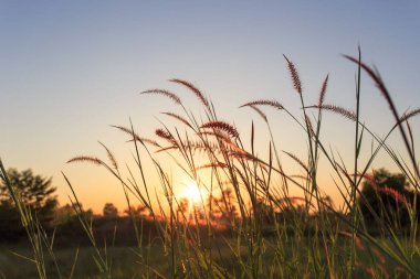 Yabani otlar bir gün batımı sallayarak ile güzel bir sahne.