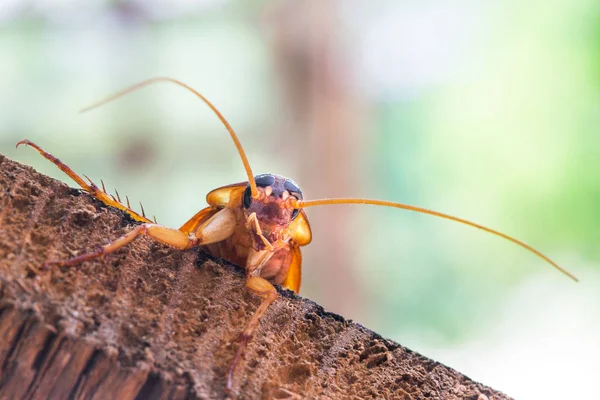 Cucaracha sobre madera, fondo borroso de la naturaleza. Espacio para texto i —  Fotos de Stock