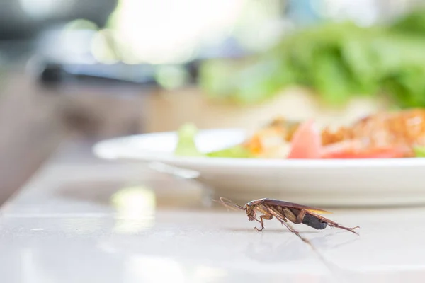 Problem w domu z powodu karaluchy mieszkających w ki — Zdjęcie stockowe