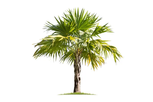 Izolovaný velký palmový strom na bílém pozadí. — Stock fotografie