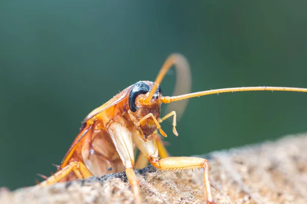 Kakkerlak op houten, natuur onscherpe achtergrond. — Stockfoto