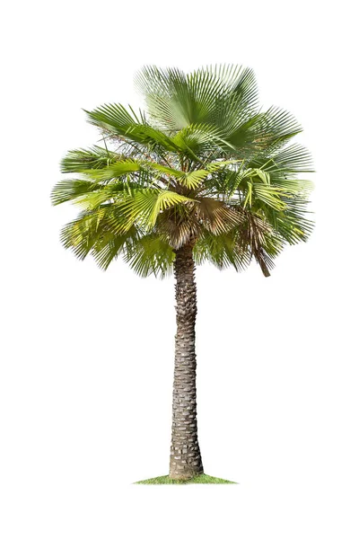 Beyaz Arka Plan üzerinde izole büyük palmiye ağacı. — Stok fotoğraf